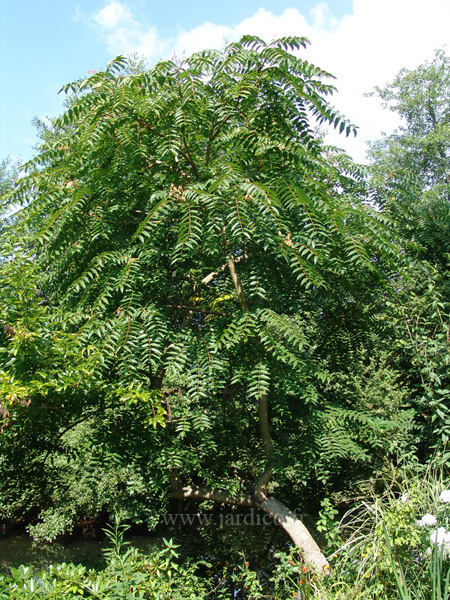 ailanthus altissima 1