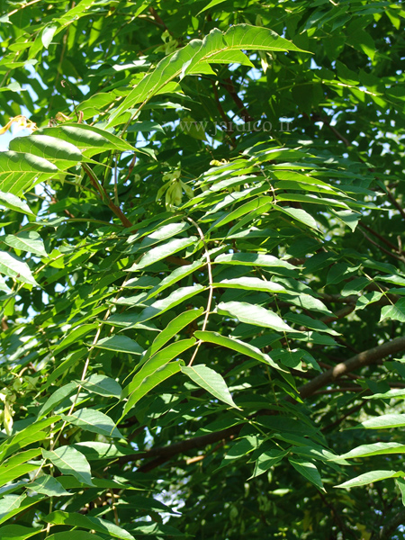 ailanthus altissima 2