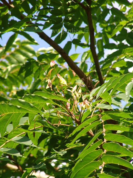 ailanthus altissima 3