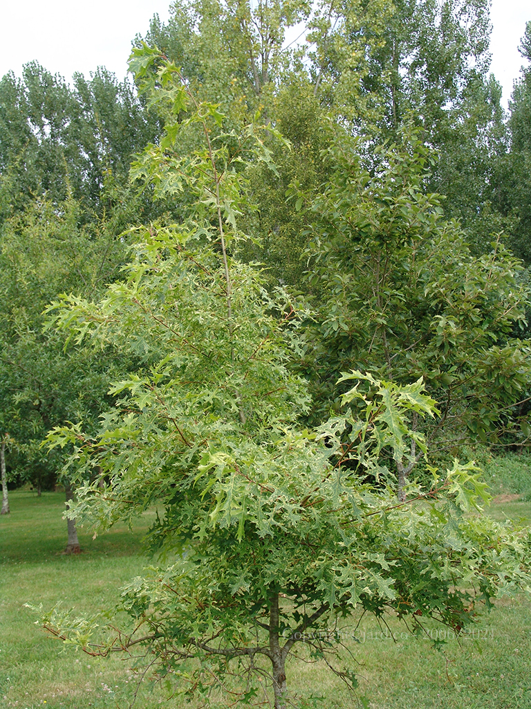 quercus coccinea variegata 2
