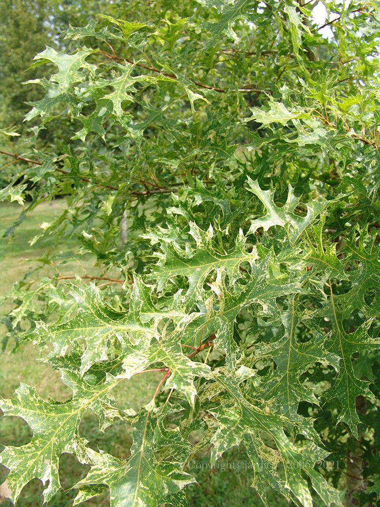 quercus coccinea variegata 5