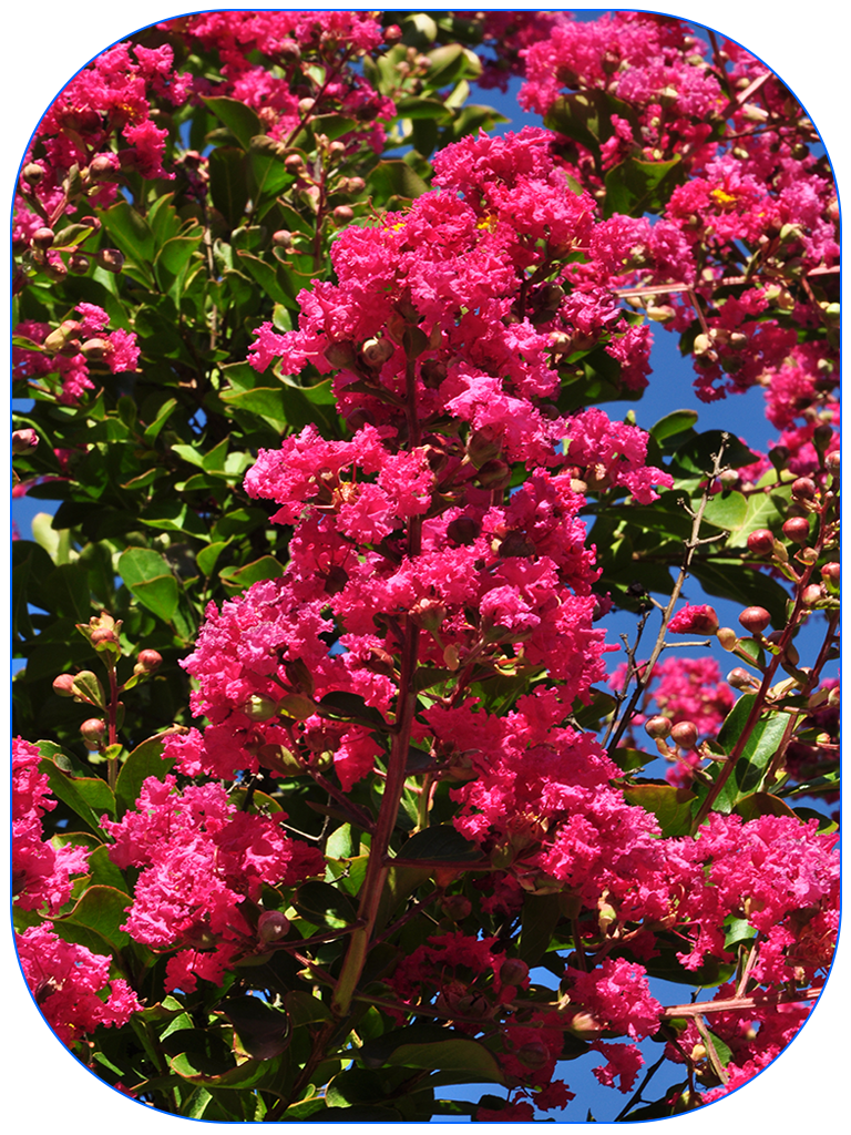 lagerstroemia indica 3A