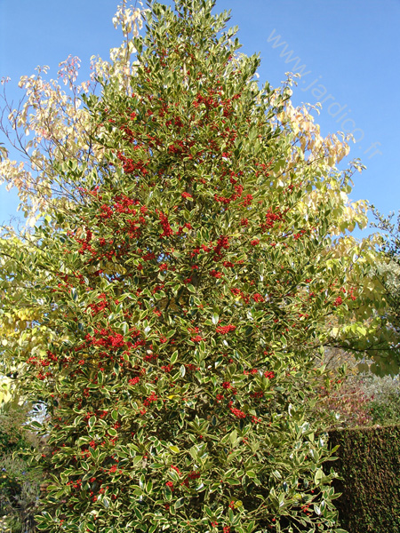 ilex aquifolium aurea marginata 1