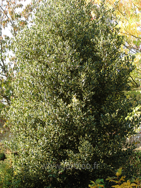 ilex aquifolium ferox argentea 1