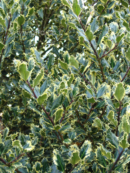 ilex aquifolium ferox argentea 2