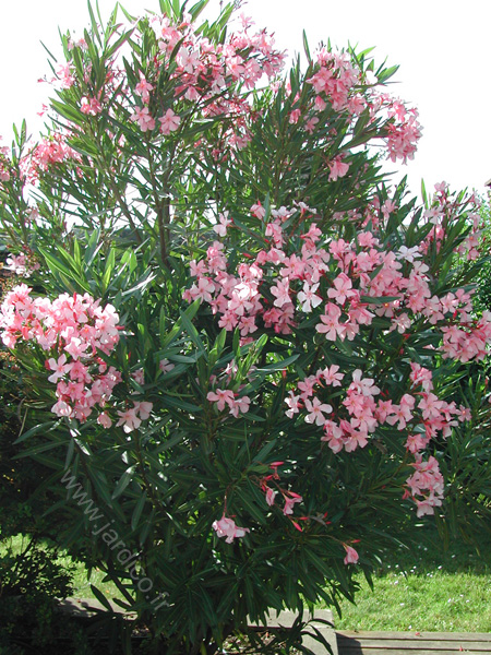 nerium oleander 1