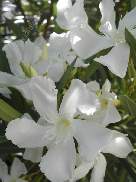 nerium oleander 2