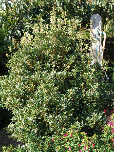 osmanthus heterophyllus variegatus 2