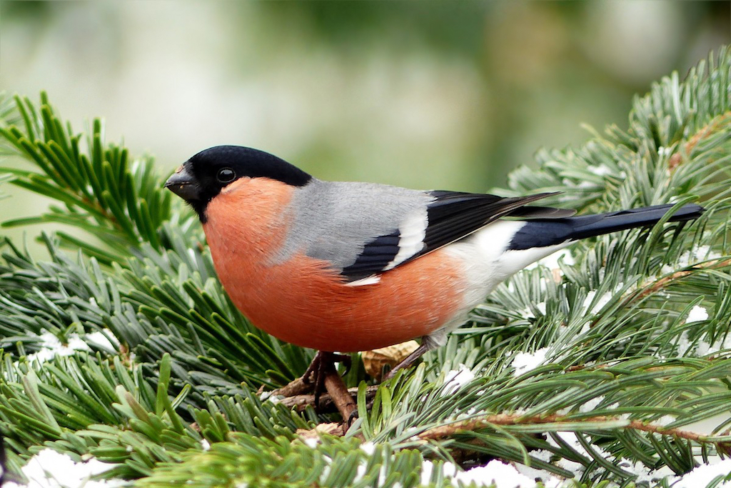 nourrir les oiseaux en hiver 8
