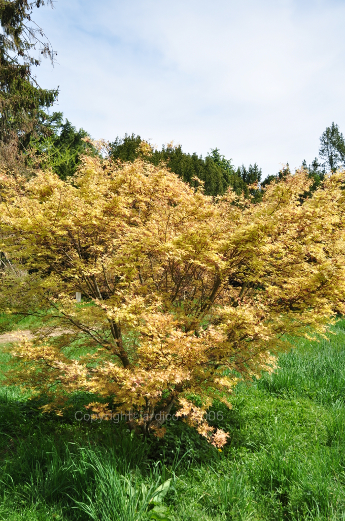 Acer palmatum 'beni tsukasa'